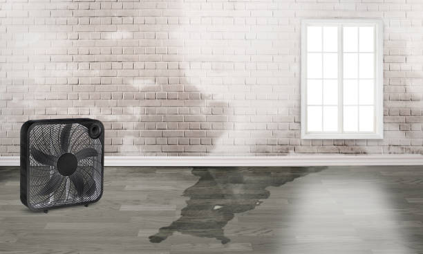 Best Water damage restoration near me  in Bal Harbour, FL